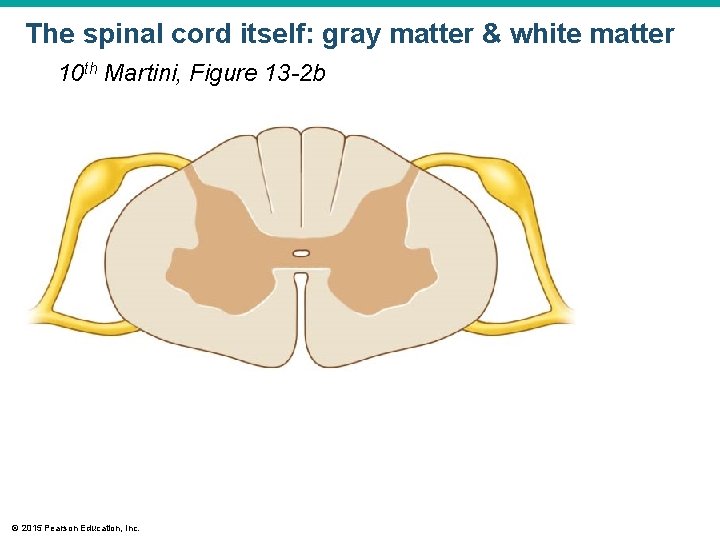 The spinal cord itself: gray matter & white matter 10 th Martini, Figure 13