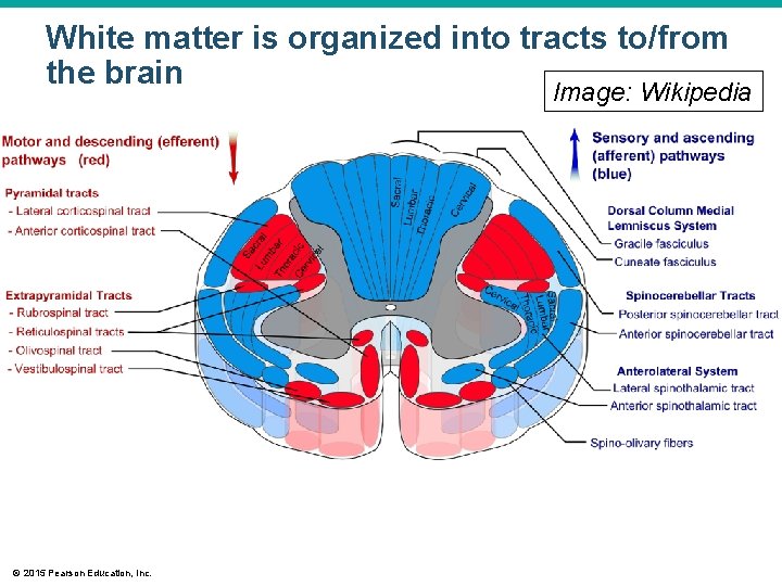 White matter is organized into tracts to/from the brain Image: Wikipedia © 2015 Pearson
