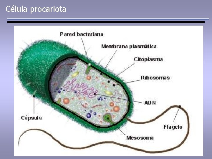 Célula procariota 