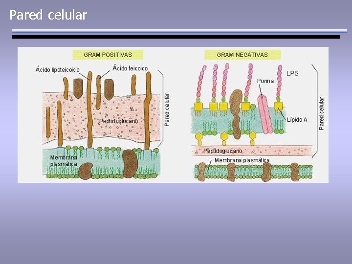 Pared celular 