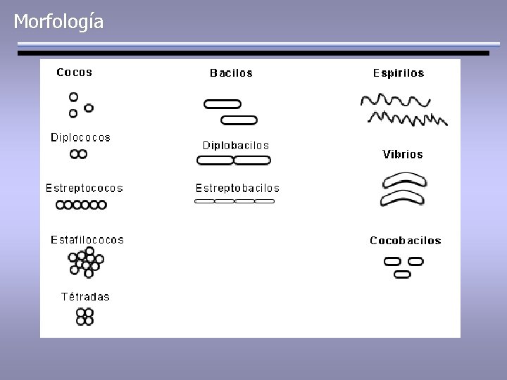 Morfología 