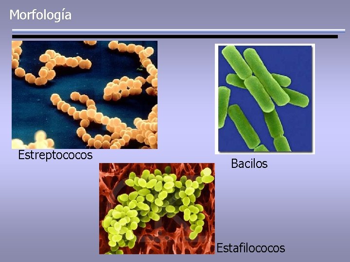 Morfología Estreptococos Bacilos Estafilococos 