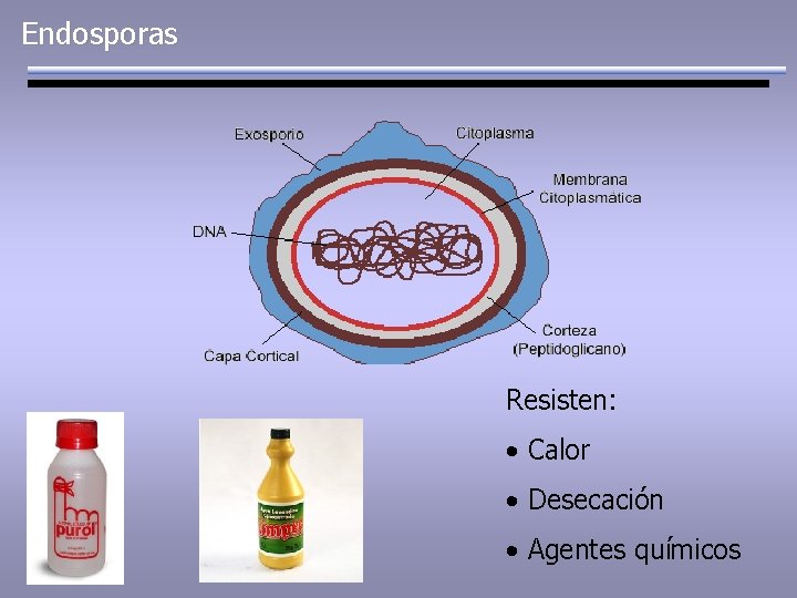 Endosporas Resisten: • Calor • Desecación • Agentes químicos 