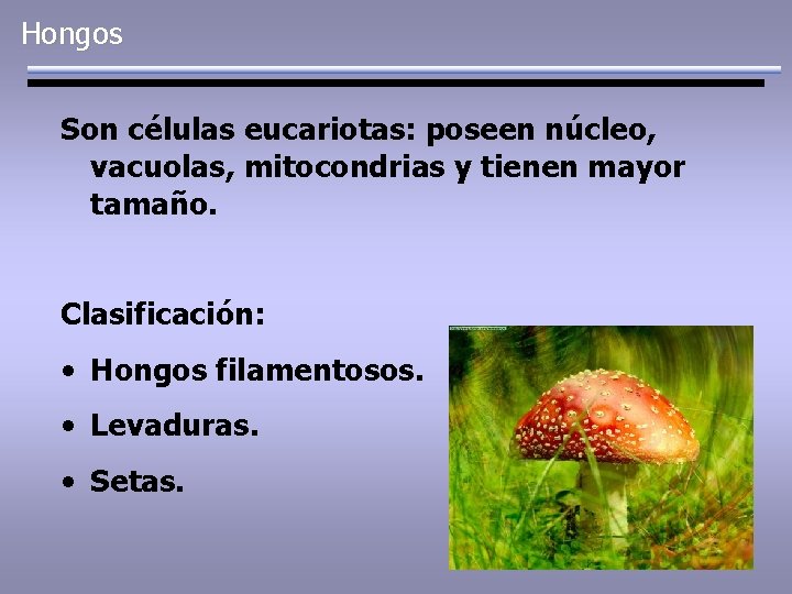 Hongos Son células eucariotas: poseen núcleo, vacuolas, mitocondrias y tienen mayor tamaño. Clasificación: •