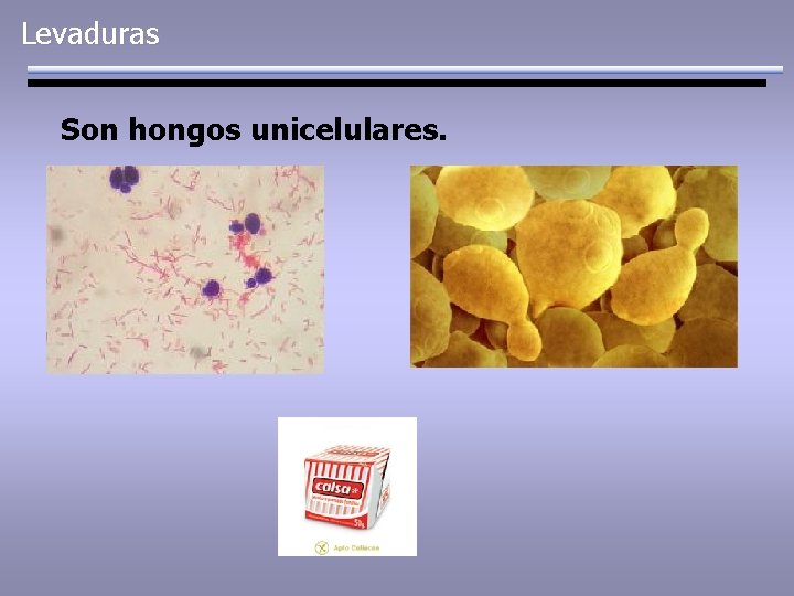 Levaduras Son hongos unicelulares. 
