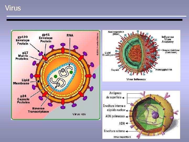 Virus 