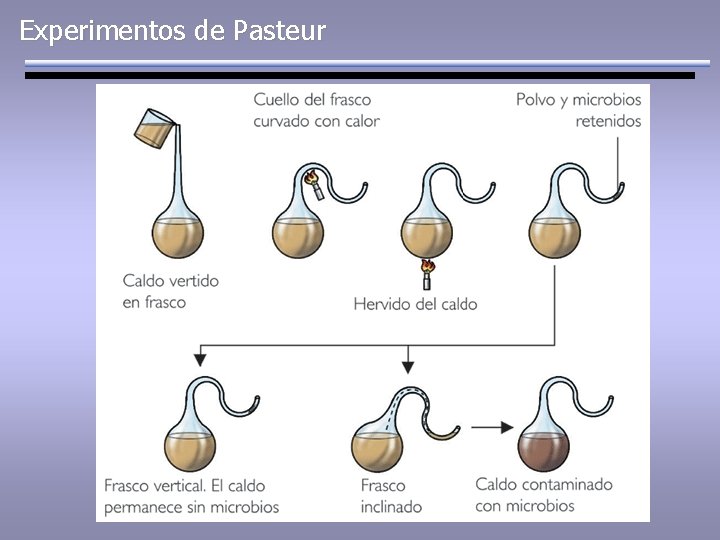 Experimentos de Pasteur 