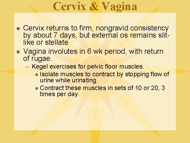 Cervix & Vagina l l Cervix returns to firm, nongravid consistency by about 7