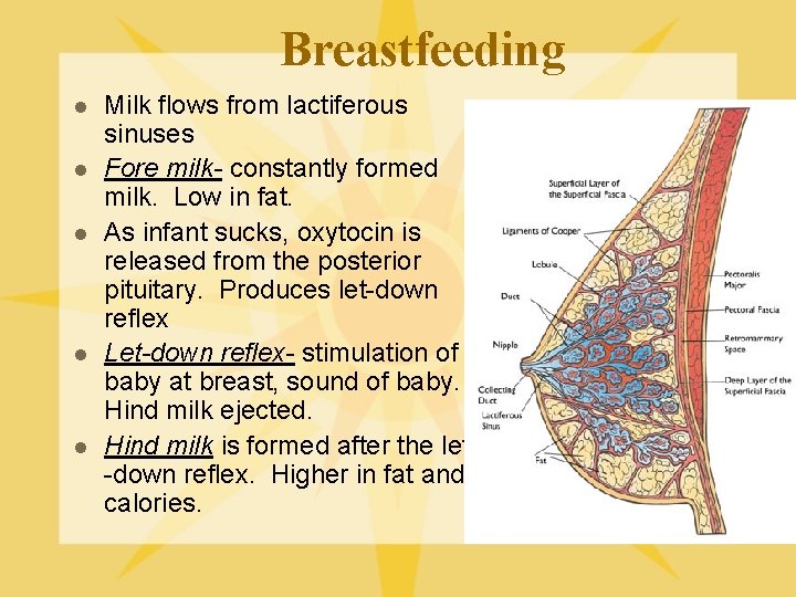 Breastfeeding l l l Milk flows from lactiferous sinuses Fore milk- constantly formed milk.
