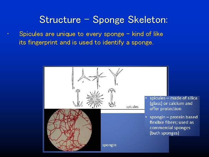 Structure – Sponge Skeleton: • Spicules are unique to every sponge – kind of
