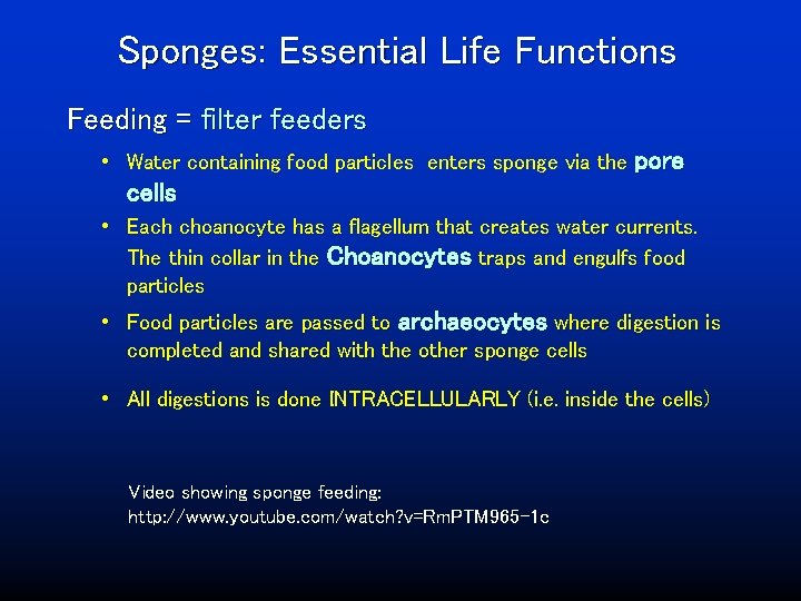 Sponges: Essential Life Functions Feeding = filter feeders • Water containing food particles enters