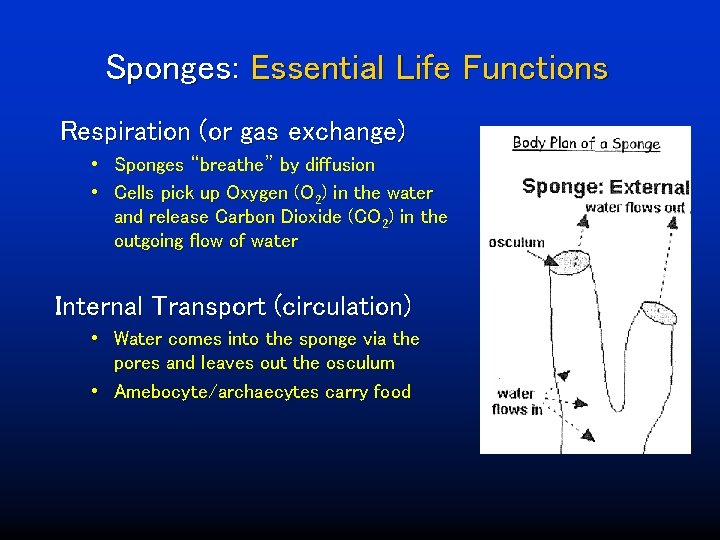 Sponges: Essential Life Functions Respiration (or gas exchange) • Sponges “breathe” by diffusion •