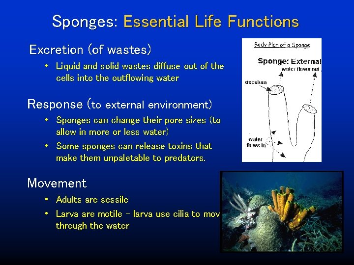 Sponges: Essential Life Functions Excretion (of wastes) • Liquid and solid wastes diffuse out