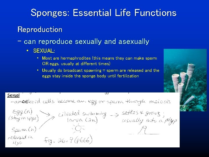 Sponges: Essential Life Functions Reproduction – can reproduce sexually and asexually • SEXUAL: •