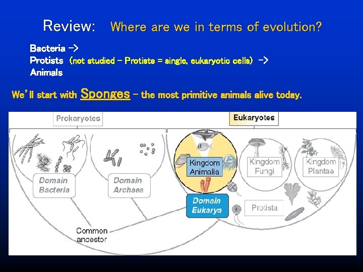 Review: Where are we in terms of evolution? Bacteria -> Protists (not studied -