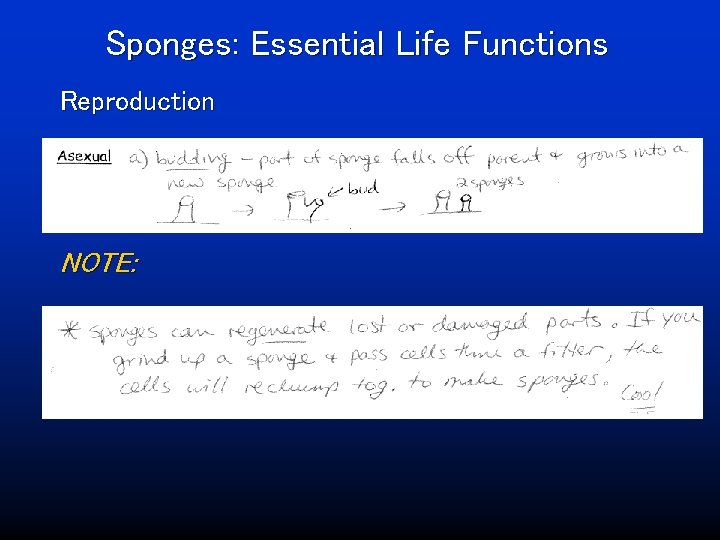 Sponges: Essential Life Functions Reproduction NOTE: 