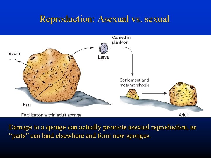 Reproduction: Asexual vs. sexual Damage to a sponge can actually promote asexual reproduction, as