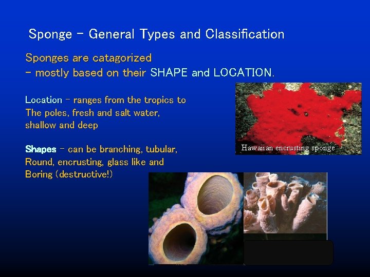 Sponge – General Types and Classification Sponges are catagorized - mostly based on their