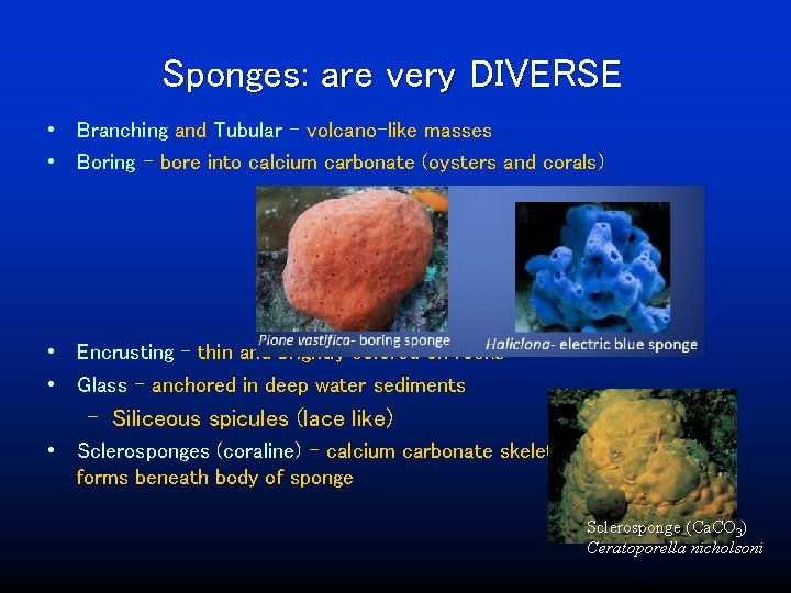 Sponges: are very DIVERSE • Branching and Tubular – volcano-like masses • Boring –