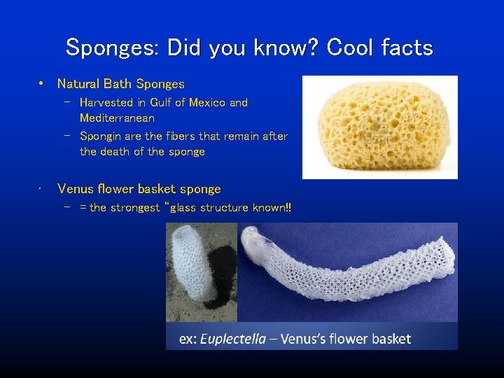 Sponges: Did you know? Cool facts • Natural Bath Sponges – Harvested in Gulf