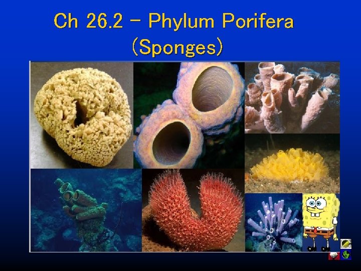 Ch 26. 2 – Phylum Porifera (Sponges) 