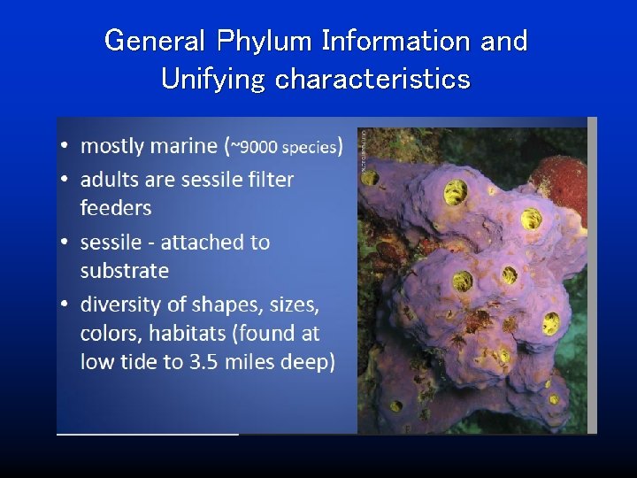 General Phylum Information and Unifying characteristics 