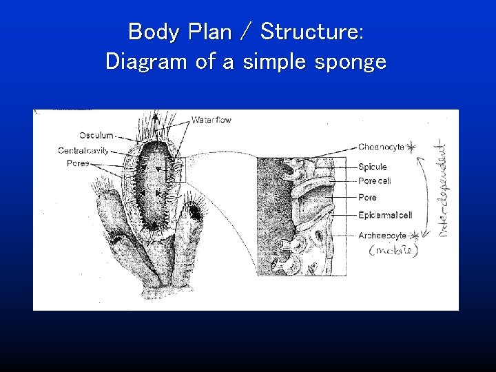 Body Plan / Structure: Diagram of a simple sponge 