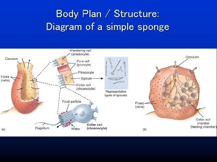 Body Plan / Structure: Diagram of a simple sponge 