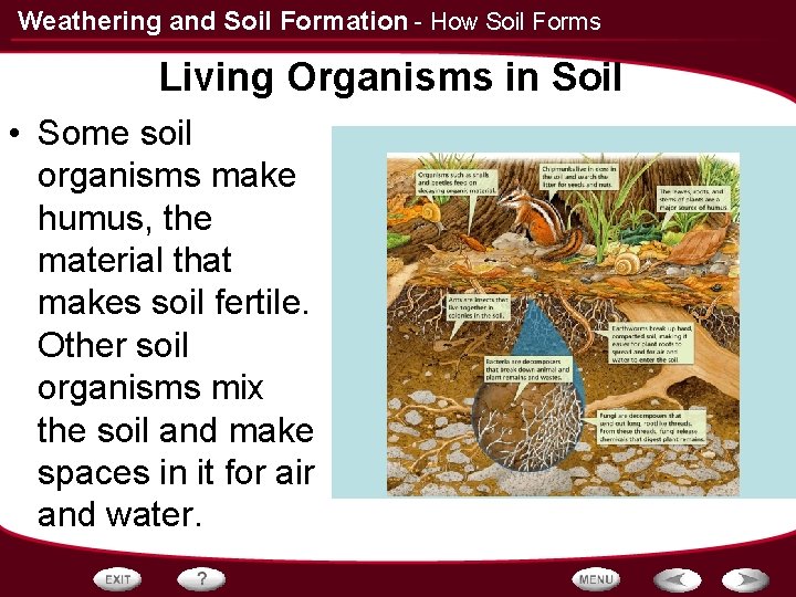 Weathering and Soil Formation - How Soil Forms Living Organisms in Soil • Some