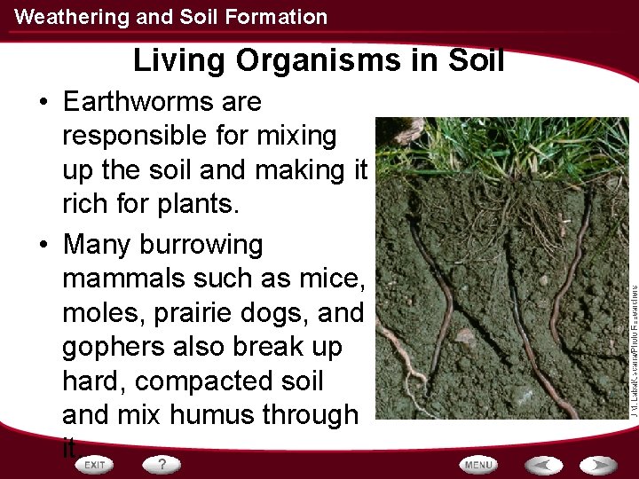 Weathering and Soil Formation Living Organisms in Soil • Earthworms are responsible for mixing