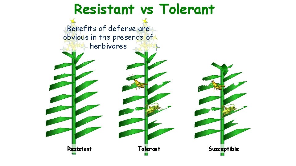 Resistant vs Tolerant Benefits of defense are obvious in the presence of herbivores Resistant