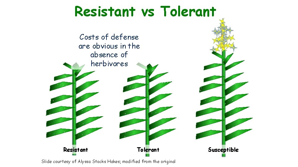 Resistant vs Tolerant Costs of defense are obvious in the absence of herbivores Resistant
