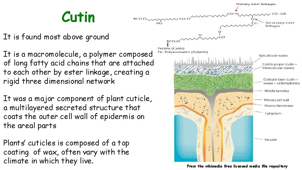 Cutin It is found most above ground It is a macromolecule, a polymer composed