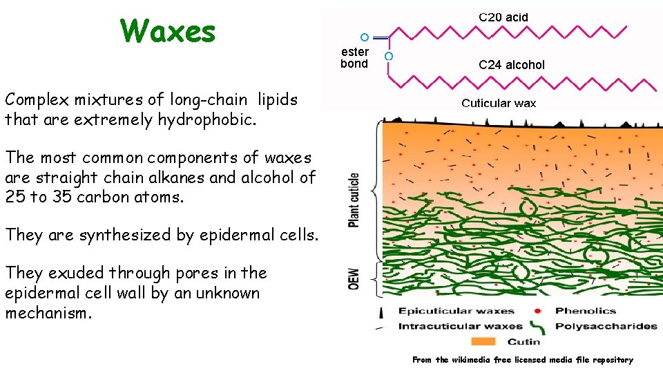 Waxes Complex mixtures of long-chain lipids that are extremely hydrophobic. The most common components