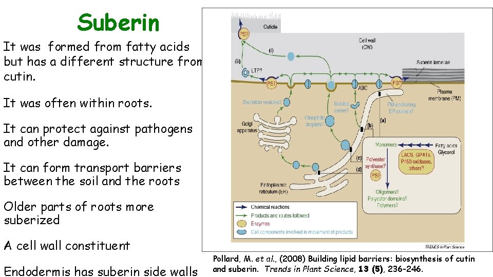 Suberin It was formed from fatty acids but has a different structure from cutin.