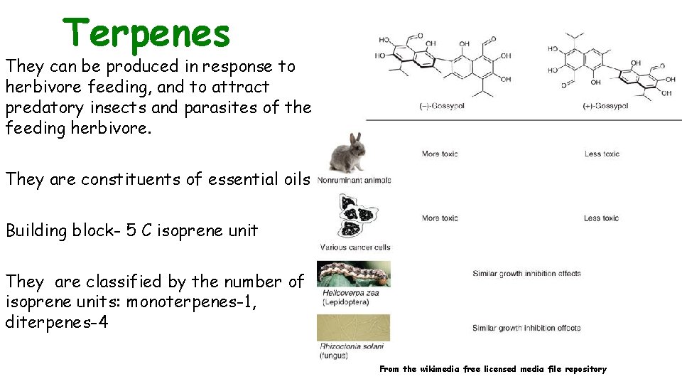 Terpenes They can be produced in response to herbivore feeding, and to attract predatory