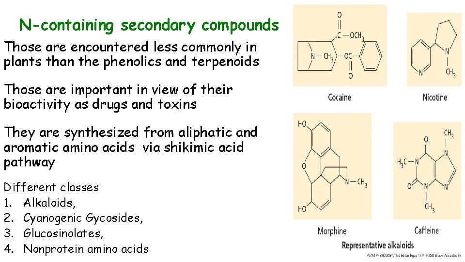 N-containing secondary compounds Those are encountered less commonly in plants than the phenolics and