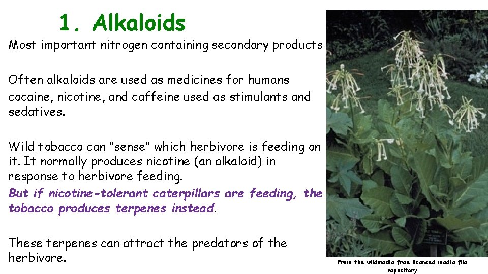 1. Alkaloids Most important nitrogen containing secondary products Often alkaloids are used as medicines