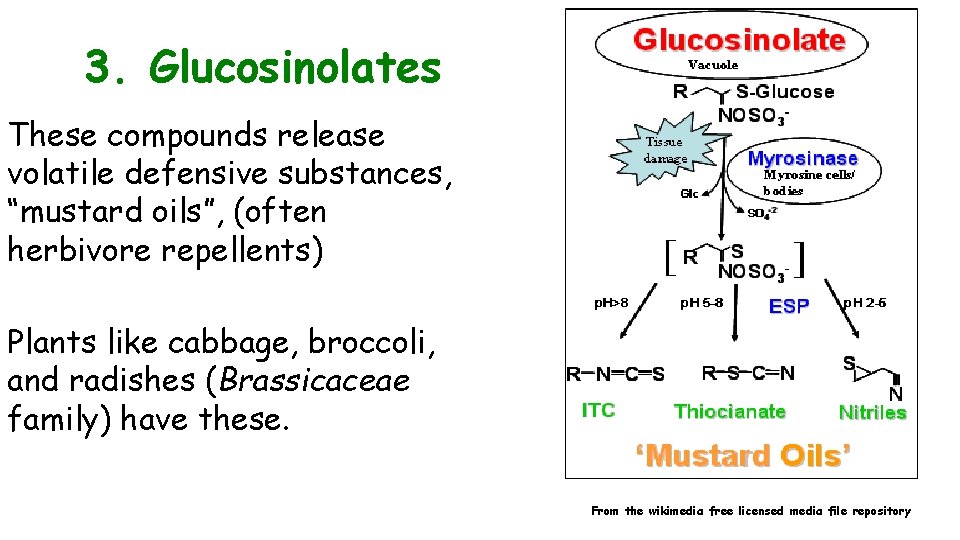 3. Glucosinolates These compounds release volatile defensive substances, “mustard oils”, (often herbivore repellents) Plants