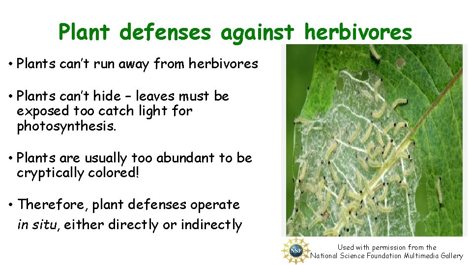 Plant defenses against herbivores • Plants can’t run away from herbivores • Plants can’t