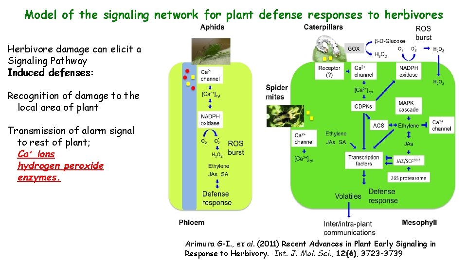 Model of the signaling network for plant defense responses to herbivores Herbivore damage can