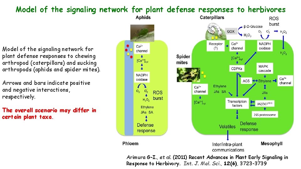 Model of the signaling network for plant defense responses to herbivores Model of the