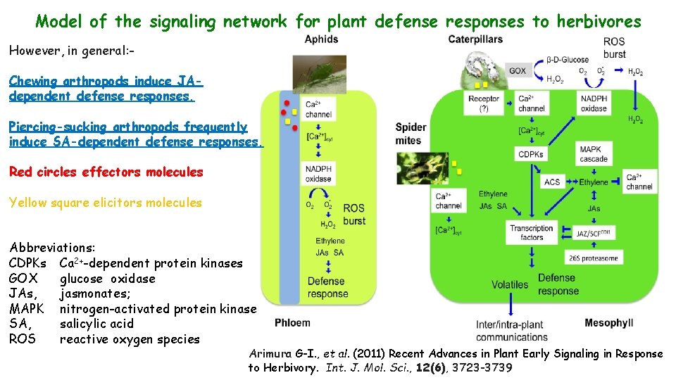 Model of the signaling network for plant defense responses to herbivores However, in general: