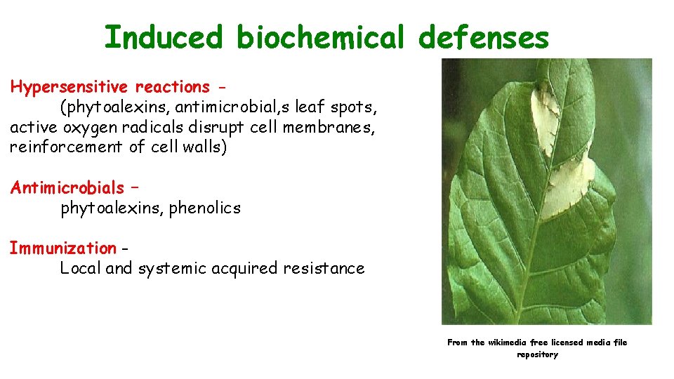 Induced biochemical defenses Hypersensitive reactions (phytoalexins, antimicrobial, s leaf spots, active oxygen radicals disrupt
