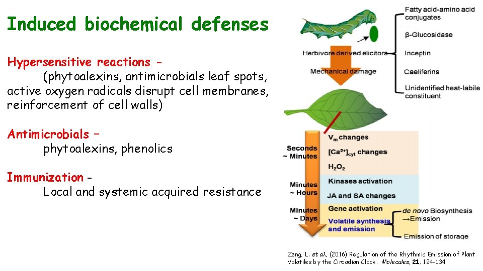 Induced biochemical defenses Hypersensitive reactions (phytoalexins, antimicrobials leaf spots, active oxygen radicals disrupt cell