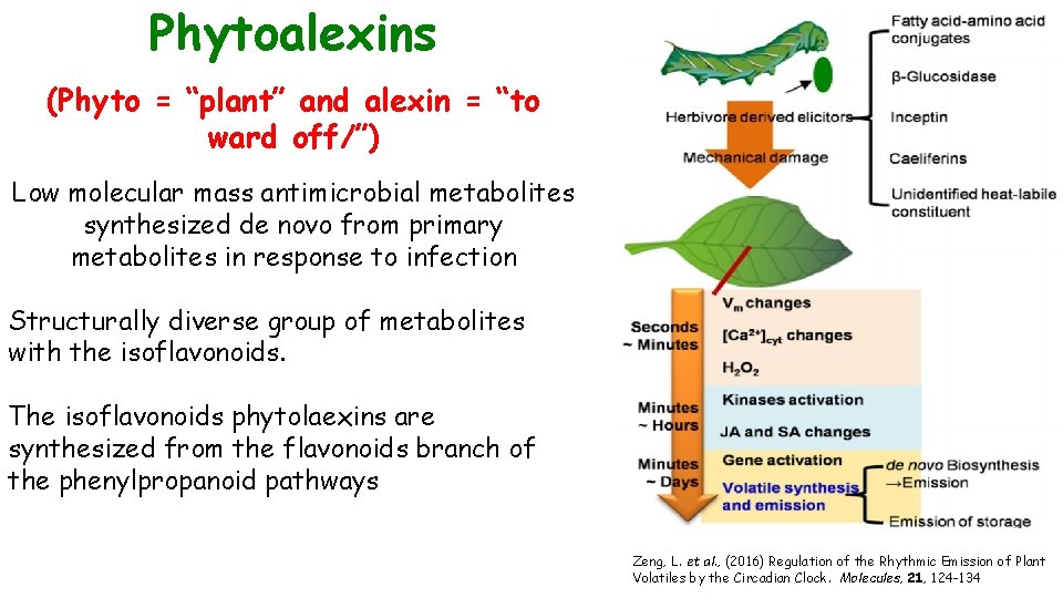 Phytoalexins (Phyto = “plant” and alexin = “to ward off/”) Low molecular mass antimicrobial