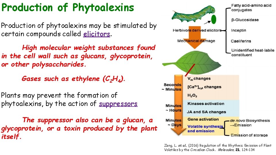 Production of Phytoalexins Production of phytoalexins may be stimulated by certain compounds called elicitors.