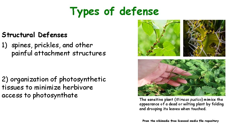 Types of defense Structural Defenses 1) spines, prickles, and other painful attachment structures 2)