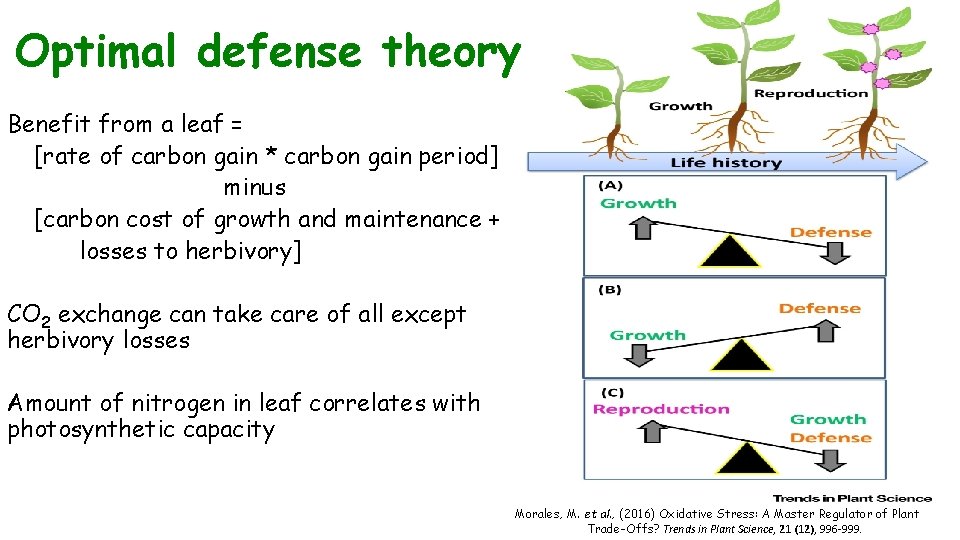 Optimal defense theory Benefit from a leaf = [rate of carbon gain * carbon