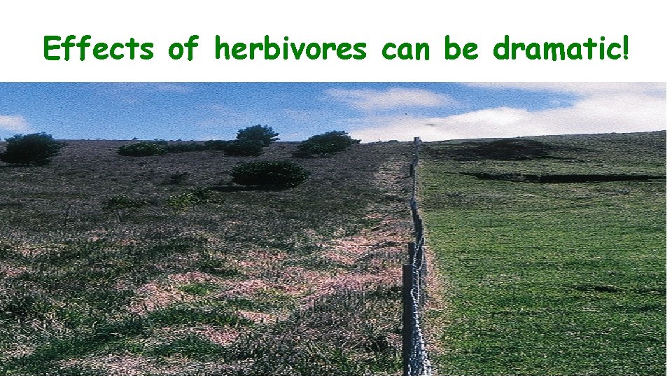 Effects of herbivores can be dramatic! 